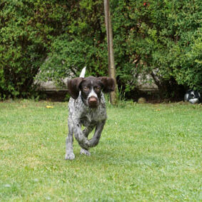 Tiere auf dem Arkadenhof Am Arkadenhof