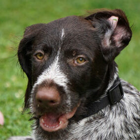 Tiere auf dem Arkadenhof Am Arkadenhof