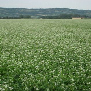 Landwirtschaft Am Arkadenhof - Familie Bayer Landwirtschaft Am Arkadenhof