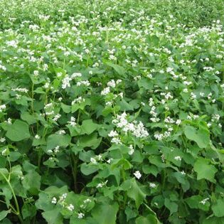 Landwirtschaft Am Arkadenhof - Familie Bayer Landwirtschaft Am Arkadenhof