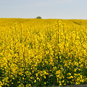 Landwirtschaft Am Arkadenhof - Familie Bayer Landwirtschaft Am Arkadenhof