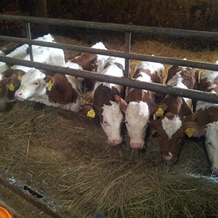 Rinderhaltung Am Arkadenhof