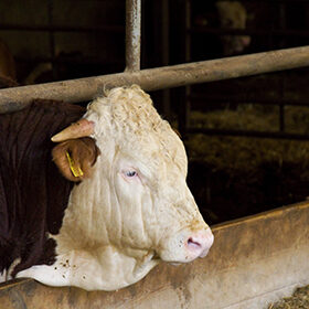 Rinderhaltung Am Arkadenhof