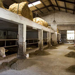 Rinderhaltung Am Arkadenhof