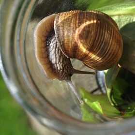 Tiere auf dem Arkadenhof Am Arkadenhof