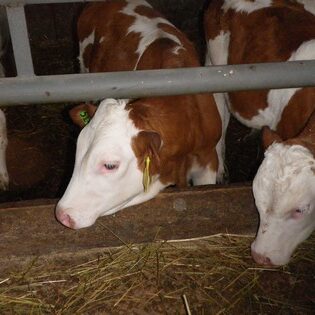 Tiere auf dem Arkadenhof Am Arkadenhof