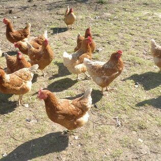 Tiere auf dem Arkadenhof Am Arkadenhof