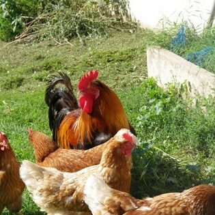 Tiere auf dem Arkadenhof Am Arkadenhof