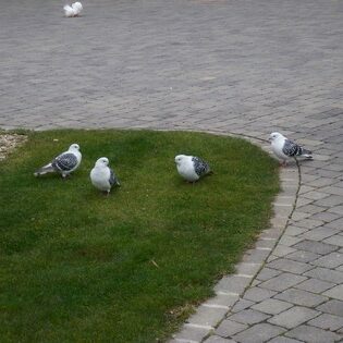 Tiere auf dem Arkadenhof Am Arkadenhof