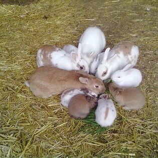 Tiere auf dem Arkadenhof Am Arkadenhof