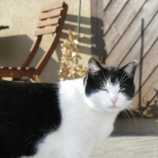 Tiere auf dem Arkadenhof Am Arkadenhof