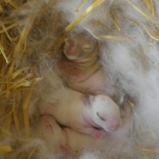 Tiere auf dem Arkadenhof Am Arkadenhof
