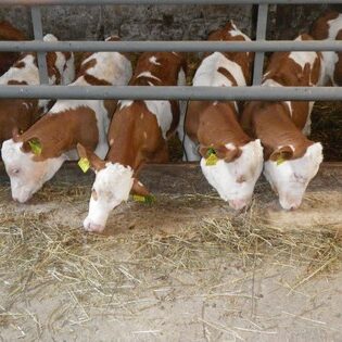 Tiere auf dem Arkadenhof Am Arkadenhof