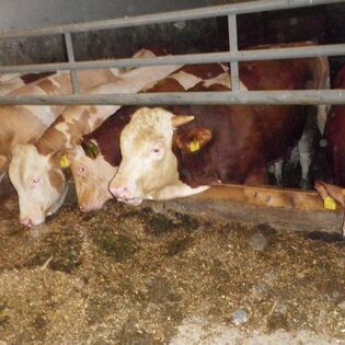 Tiere auf dem Arkadenhof Am Arkadenhof