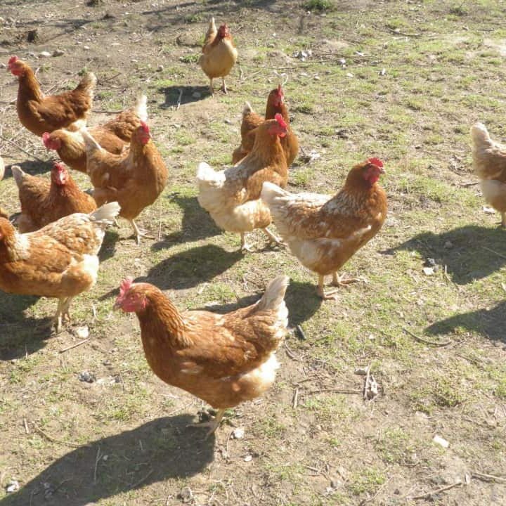 Tiere auf dem Arkadenhof Am Arkadenhof