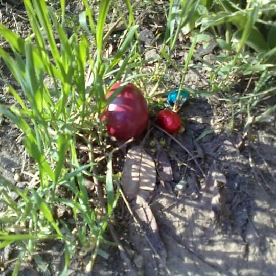 Tiere auf dem Arkadenhof Am Arkadenhof