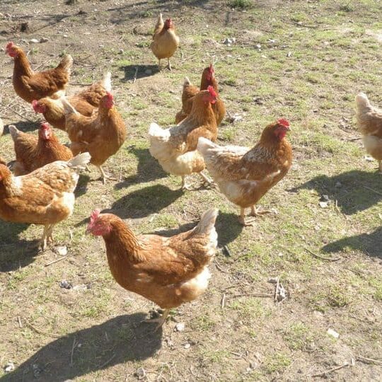 Tiere auf dem Arkadenhof Am Arkadenhof