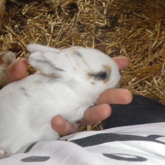 Tiere auf dem Arkadenhof Am Arkadenhof