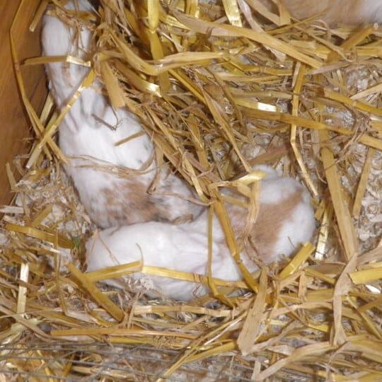 Tiere auf dem Arkadenhof Am Arkadenhof
