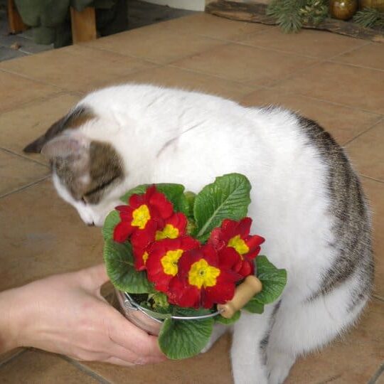 Tiere auf dem Arkadenhof Am Arkadenhof