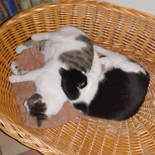 Tiere auf dem Arkadenhof Am Arkadenhof