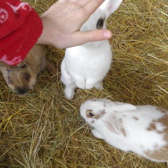 Tiere auf dem Arkadenhof Am Arkadenhof