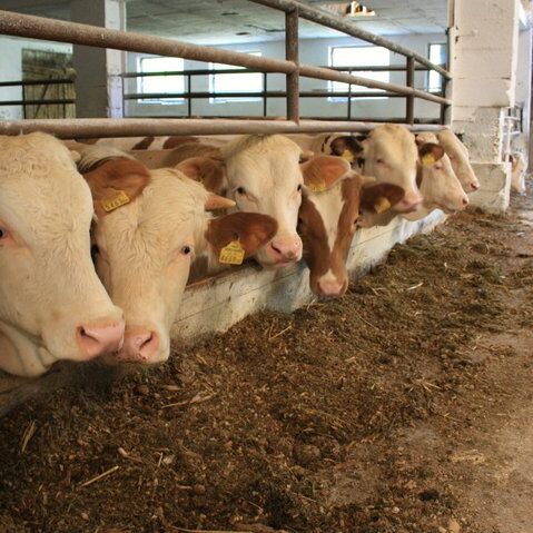 Rinderhaltung Am Arkadenhof