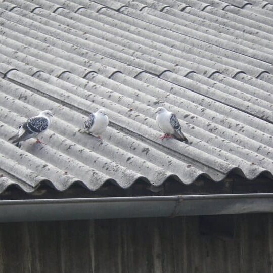 Tiere auf dem Arkadenhof Am Arkadenhof