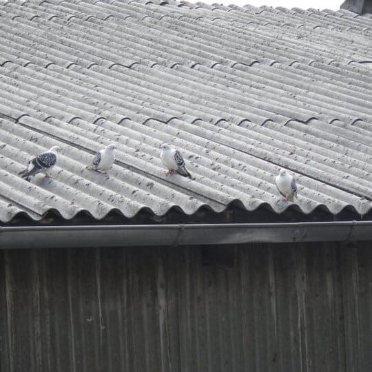Tiere auf dem Arkadenhof Am Arkadenhof