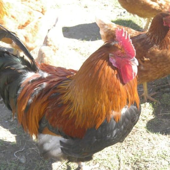 Tiere auf dem Arkadenhof Am Arkadenhof