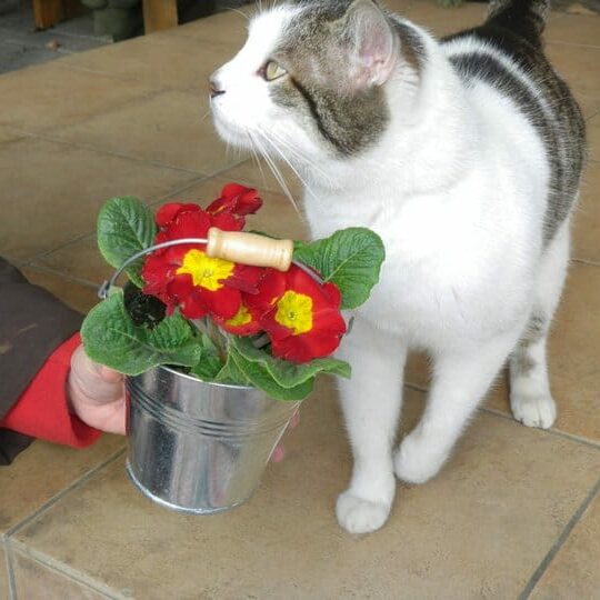 Tiere auf dem Arkadenhof Am Arkadenhof