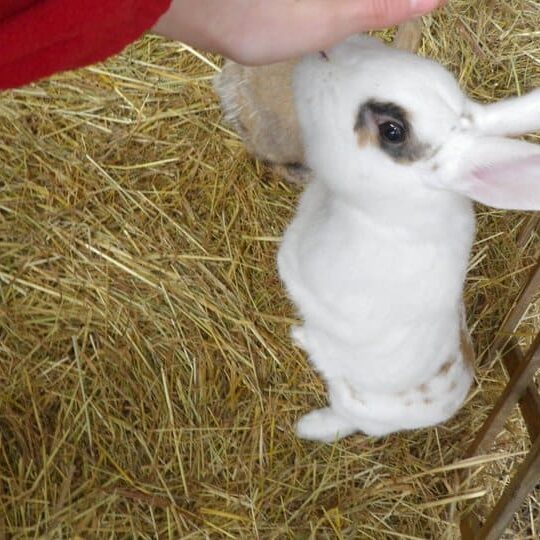 Tiere auf dem Arkadenhof