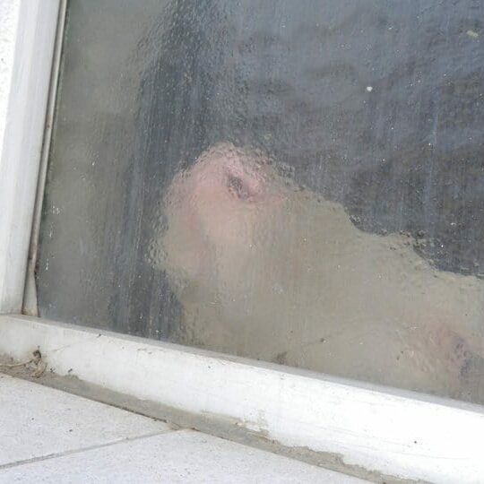 Tiere auf dem Arkadenhof Am Arkadenhof