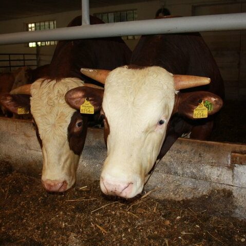 Rinderhaltung Am Arkadenhof
