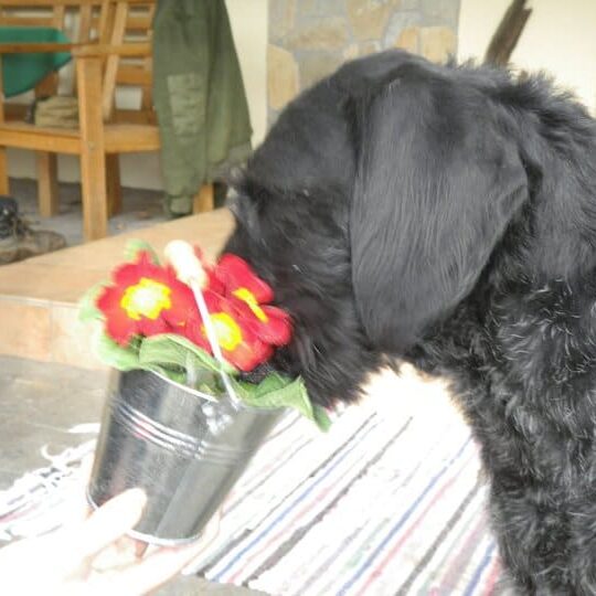 Tiere auf dem Arkadenhof Am Arkadenhof