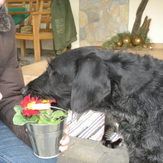 Tiere auf dem Arkadenhof Am Arkadenhof
