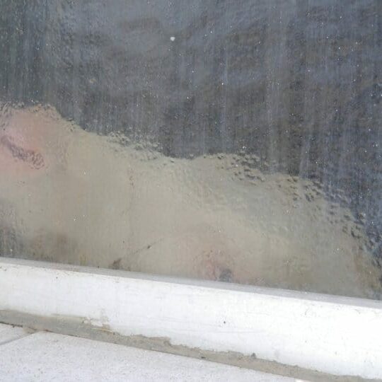 Tiere auf dem Arkadenhof Am Arkadenhof