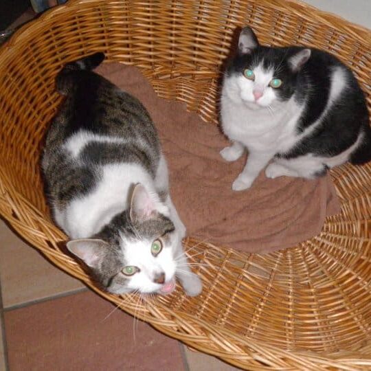 Tiere auf dem Arkadenhof Am Arkadenhof