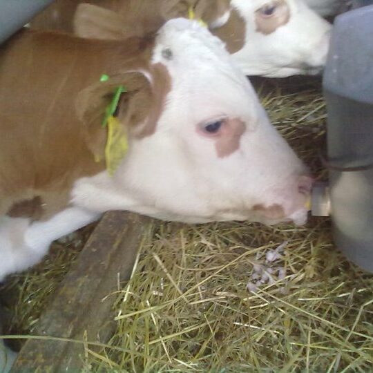 Rinderhaltung Am Arkadenhof