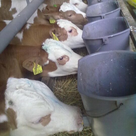 Rinderhaltung Am Arkadenhof