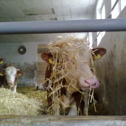 Rinderhaltung Am Arkadenhof