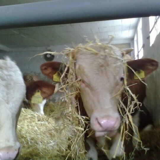 Rinderhaltung Am Arkadenhof