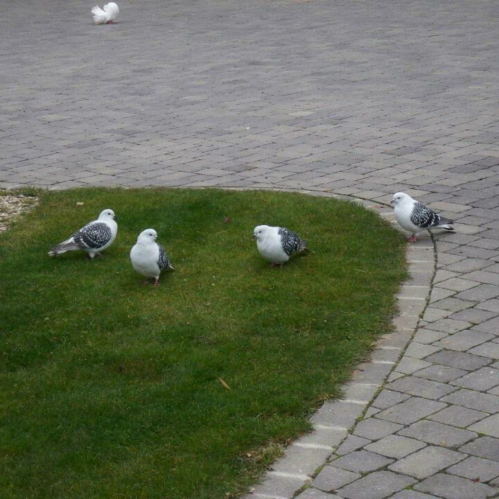 Tiere auf dem Arkadenhof Am Arkadenhof