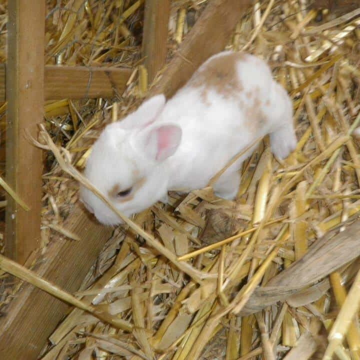 Tiere auf dem Arkadenhof Am Arkadenhof