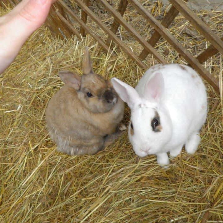 Tiere auf dem Arkadenhof Am Arkadenhof