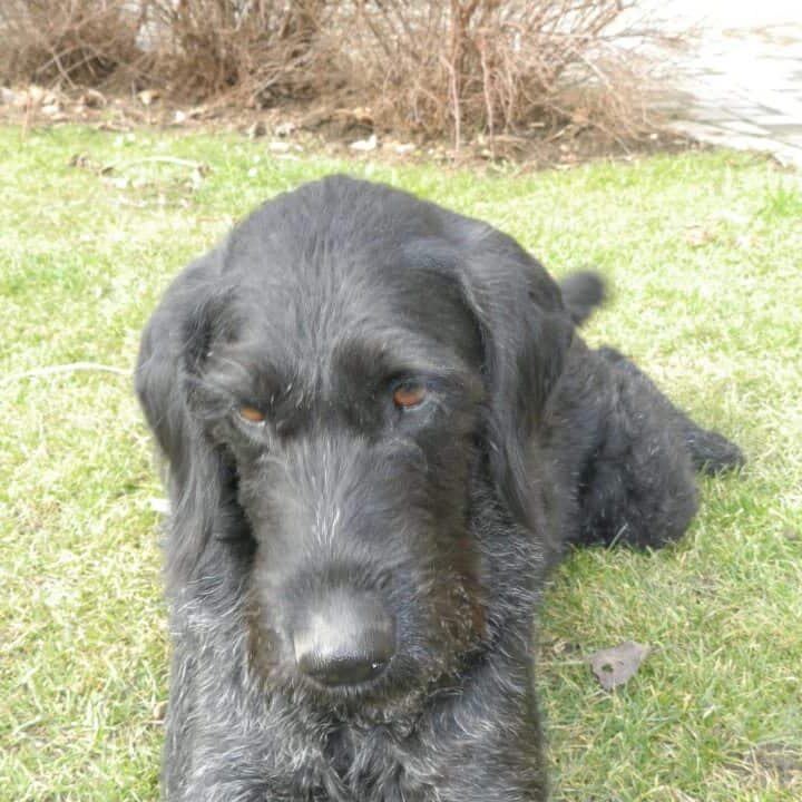 Tiere auf dem Arkadenhof Am Arkadenhof