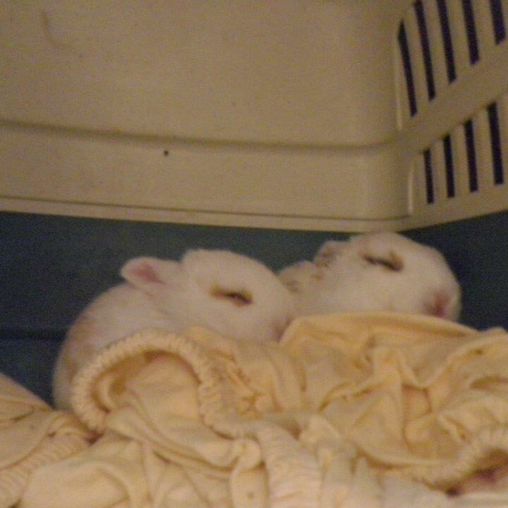 Tiere auf dem Arkadenhof Am Arkadenhof