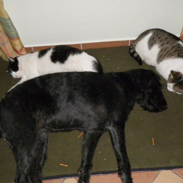 Tiere auf dem Arkadenhof Am Arkadenhof