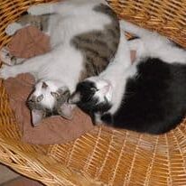 Tiere auf dem Arkadenhof Am Arkadenhof