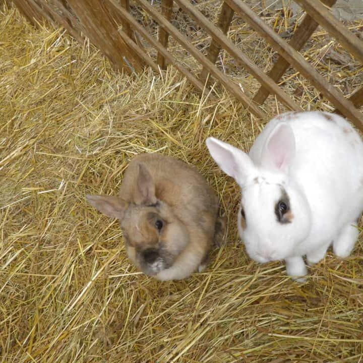 Tiere auf dem Arkadenhof Am Arkadenhof